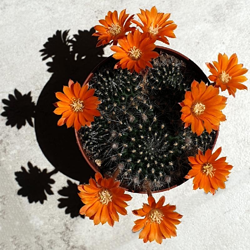 Rebutia_krainziana.jpg